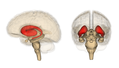 TRACK-EH ha encontrado que los primeros cambios se producen en una parte profunda del cerebro llamada estriado.  