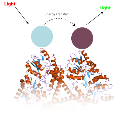 La técnica TR-FRET. Dos anticuerpos diferentes (azul y púrpura), atrapan a una proteína como la huntingtina e interactúan para cambiar las propiedades de la luz de tal forma que puedan ser medidas.  