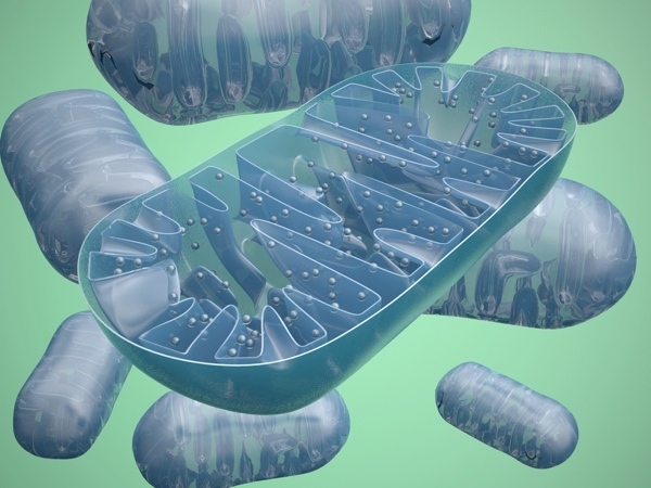 Las 'mitocondrias' son las fábricas de energía de las células pero producen muchas moléculas estresantes.  