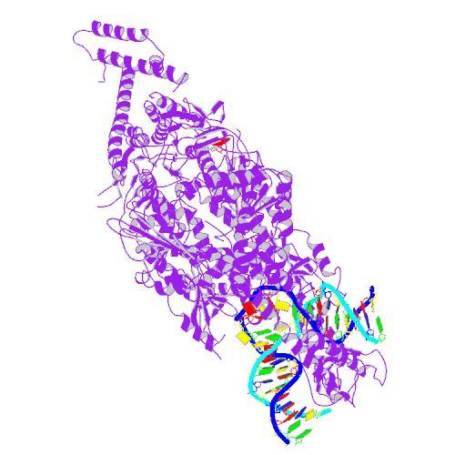 Las proteínas de la familia MSH (morado) escanéan a lo largo del ADN (cadenas apareadas) buscando errores.  