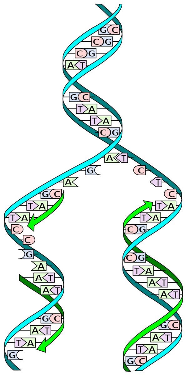 Durante la "replicación" del ADN, dos cadenas complementarias de la "doble hélice" son separadas, y nuevas cadenas son construídas por la adición secuencial de letras de ADN complementarias - duplicando perfectamente la doble hélice en el proceso.  