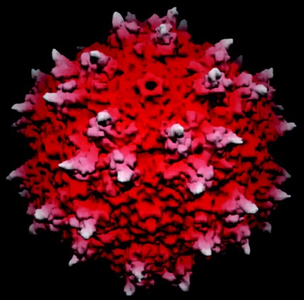 El adeno-virus tipo 2 es el virus utilizado para administrar genes en el cerebro de los pacientes con enfermedad de Parkinson