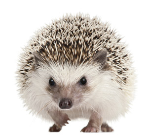Espinas por todas partes ... Un factor de transcripción llamado 'Sonic Hedgehog' hace que las células madre se transformen en neuronas espinosas medias