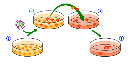 Vista general del proceso de formación de las células IPSC a partir de células de piel. 1) Se cultivan células de piel en un plato y se tratan (2) con genes necesarios para convertirlas en células madre. (3) Un subgrupo de células tratadas recibirán el mensaje de convertirse en células madre pluripotenciales inducidas (4).