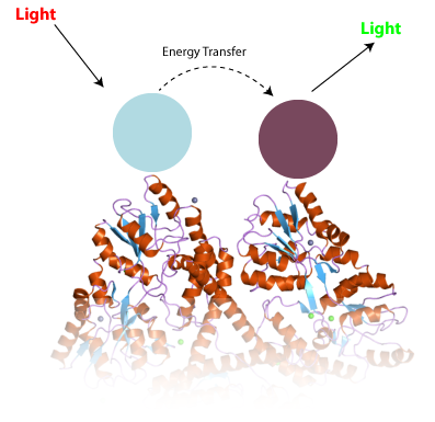 La técnica TR-FRET. Dos anticuerpos diferentes (azul y púrpura), atrapan a una proteína como la huntingtina e interactúan para cambiar las propiedades de la luz de tal forma que puedan ser medidas.