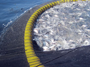 Una gran red pescará mucho, pero procesar la pesca es duro y se corre el riesgo de capturar peces no deseados. La investigación guiada por los descubrimientos es similar - genera una gran cantidad de datos que hay que analizar con mucho cuidado para evitar conclusiones erróneas.