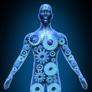 La proteína huntingtina mutante se produce en todo el cuerpo, no solo en el cerebro. Cada vez más, los científicos están mirando fuera del cerebro para estudiar e incluso tratar de tratar la enfermedad de Huntington.  