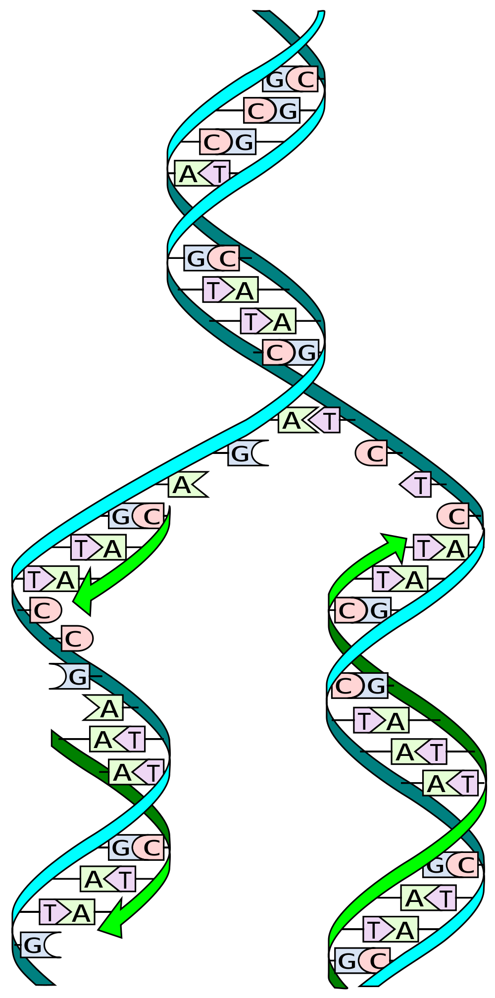 Durante la "replicación" del ADN, dos cadenas complementarias de la "doble hélice" son separadas, y nuevas cadenas son construídas por la adición secuencial de letras de ADN complementarias - duplicando perfectamente la doble hélice en el proceso.
