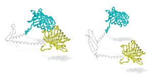 Los investigadores construyeron un "detector de proximidad" molecular que brilla cuando sus dos mitades se juntan, como se muestra en este diagrama del papel. A la izquierda, la "bisagra" de glutamina junta las mitades azul y amarilla. A la derecha, en una proteína huntingtina con muchas glutaminas, la "bisagra oxidada" evita que se acerquen lo suficiente.