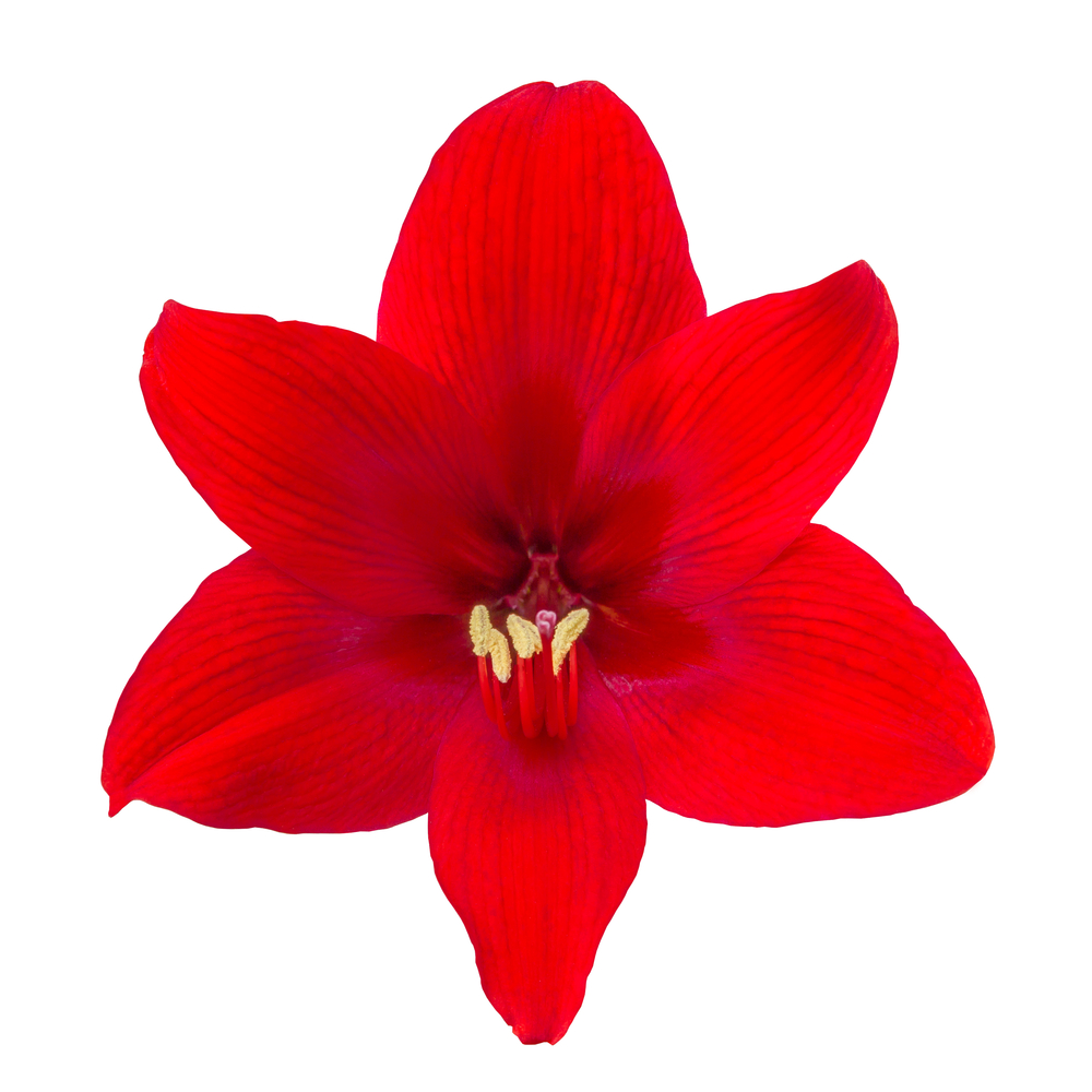 La flor amarilis es el símbolo de la comunidad de la EH. Pese al resultado negativo, seguiremos luchando.