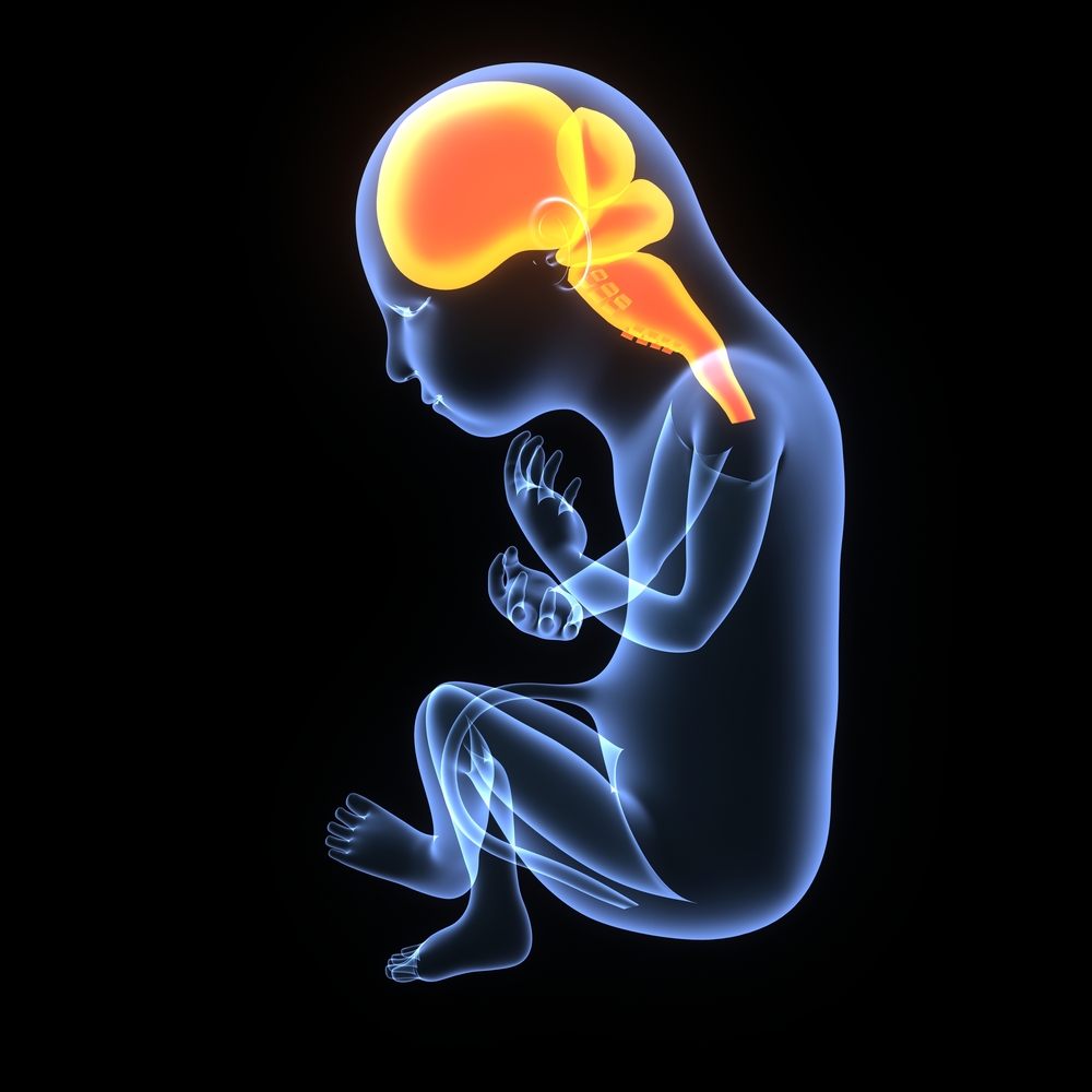 Se conoc铆a la importancia de la huntingtiana en el desarrollo del cerebro de los embriones, pero este estudio revela m谩s sobre el por qu茅 y el c贸mo.