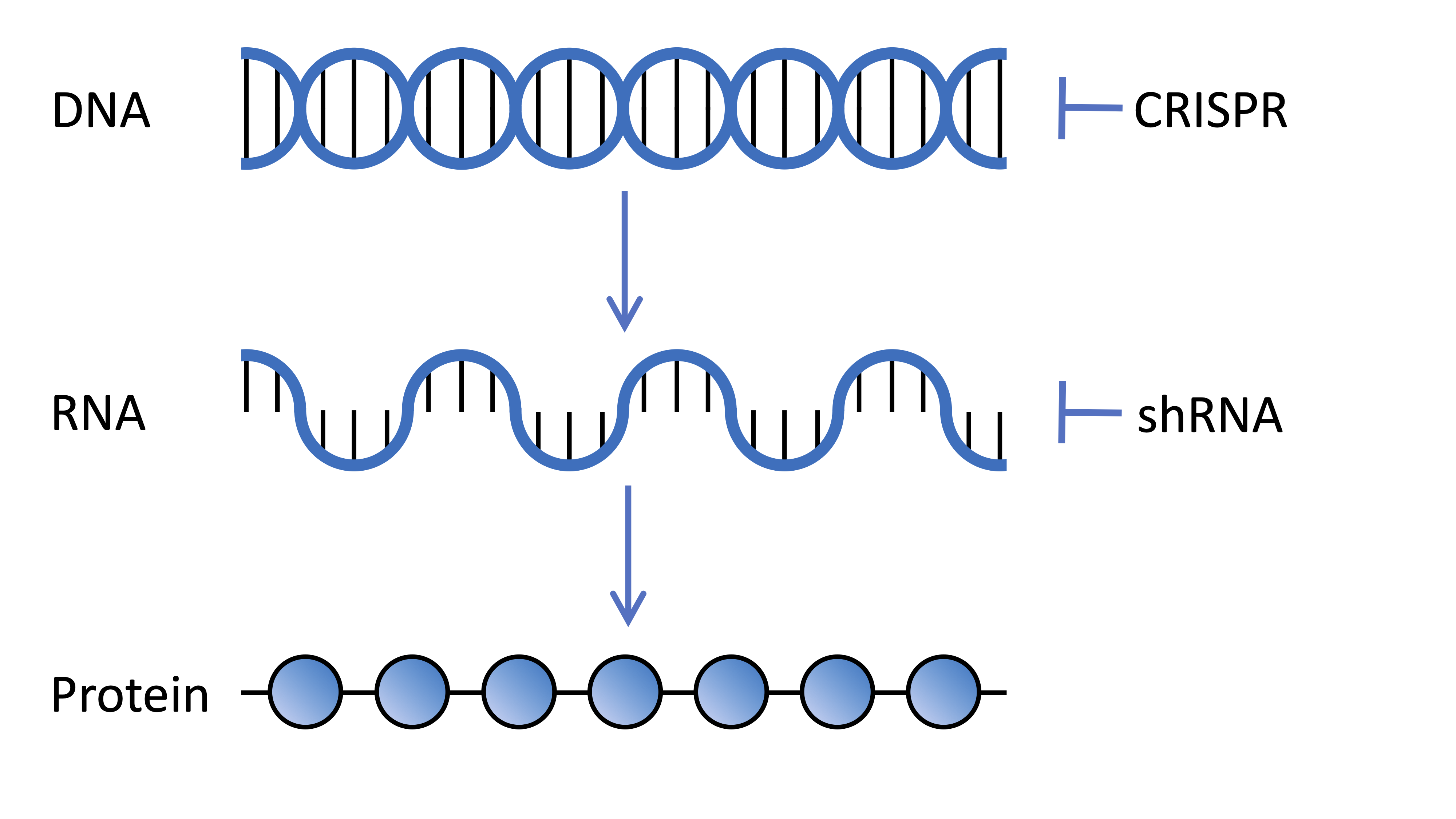 El ADN codifica genes que se transcriben en ARN que se traduce en proteínas, las moléculas que hacen cosas en nuestras células. Las tecnologías CRISPR y shRNA utilizadas en los cribados genéticos pueden cambiar la expresión de genes a nivel de ADN y ARN, respectivamente.