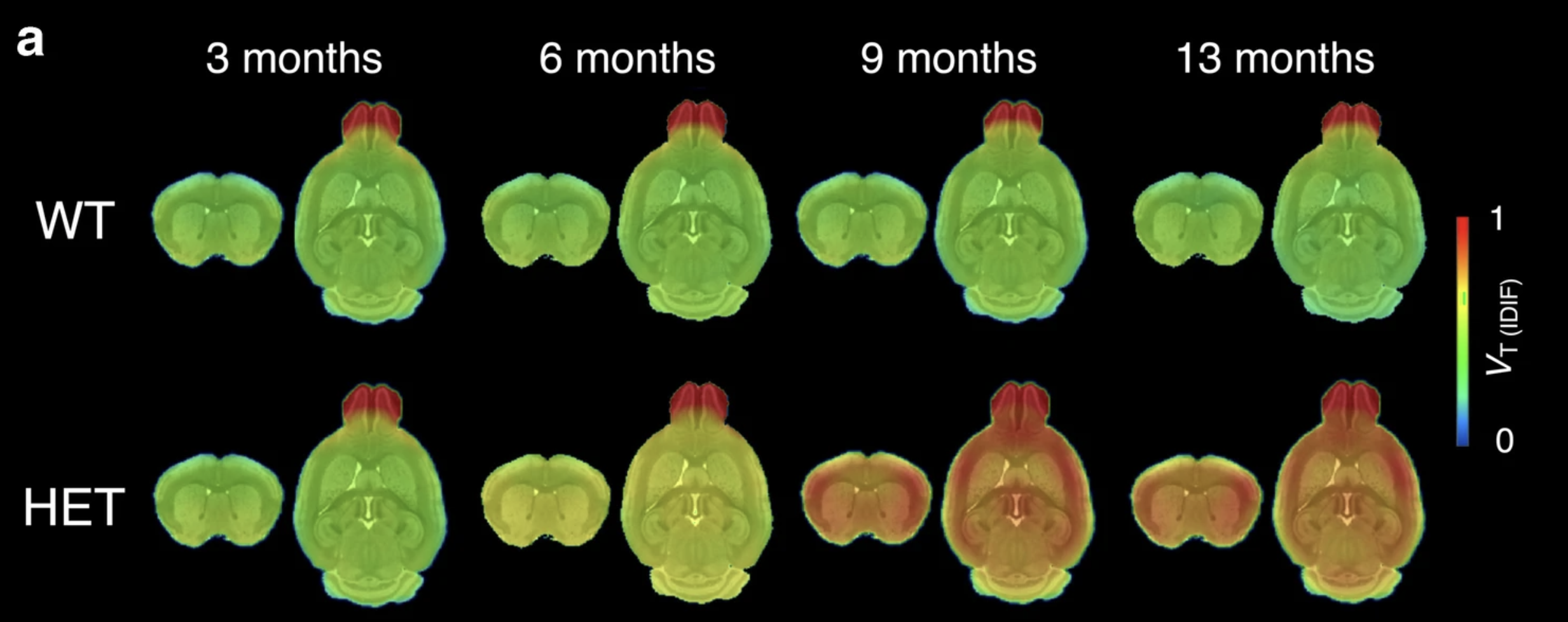 Utilizando esta herramienta, en los ratones sin EH, no se ilumina ninguna región del cerebro, ni siquiera a medida que envejecen, mientras que en los ratones con EH, los científicos pudieron rastrear la acumulación de agregados en el cerebro de los ratones con EH y a medida que envejecían el cerebro se iluminaba más y más con el tiempo.