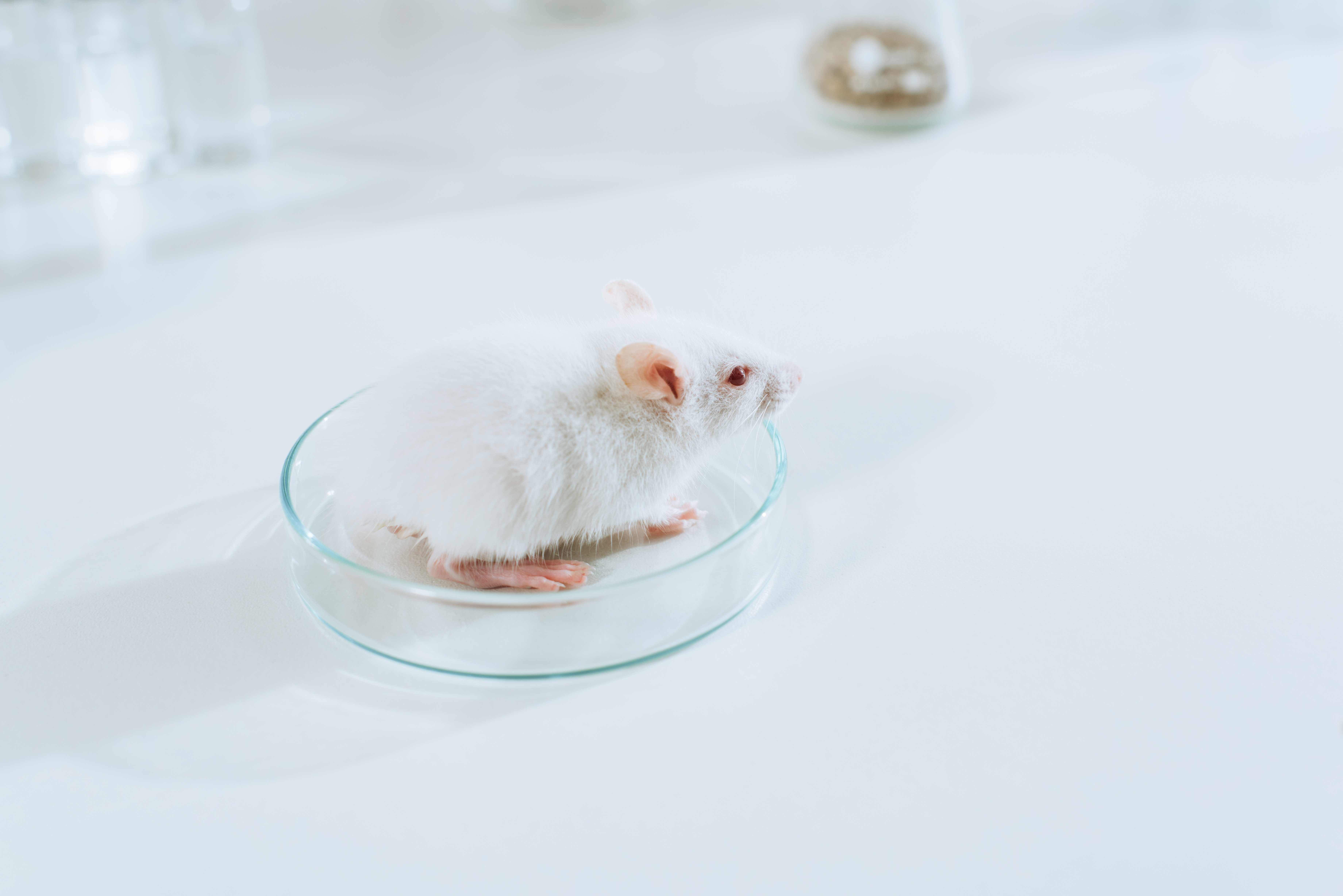 Los animales pueden proporcionar información valiosa sobre la EH, pero la única forma de probar la seguridad y la eficacia de los nuevos tratamientos es realizar ensayos clínicos.