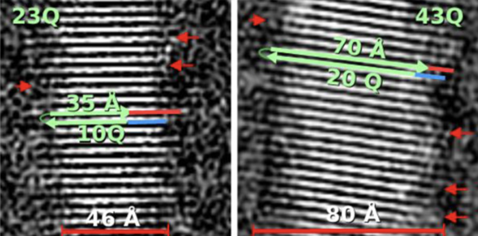 Los investigadores encontraron que la mutación EH provocó cambios en las dimensiones de las fibrillas de la proteína huntingtina: la mutación EH hace que las fibrillas se ensanchen, como se muestra en el lado derecho de la imagen. Imagen compartida con permiso de la Prof. Hilal Lashuel.