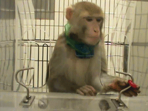 Uno de los monos rhesus de Davidson coge un caramelo en un test de coordinación motora fina. El collar del mono mide todos sus movimientos.  