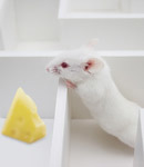 Los ratones con EH tienen problemas para recordar objetos y caminos familiares. La tricostatina, un fármaco inhibidor de HDAC, proteje esta capacidad.  