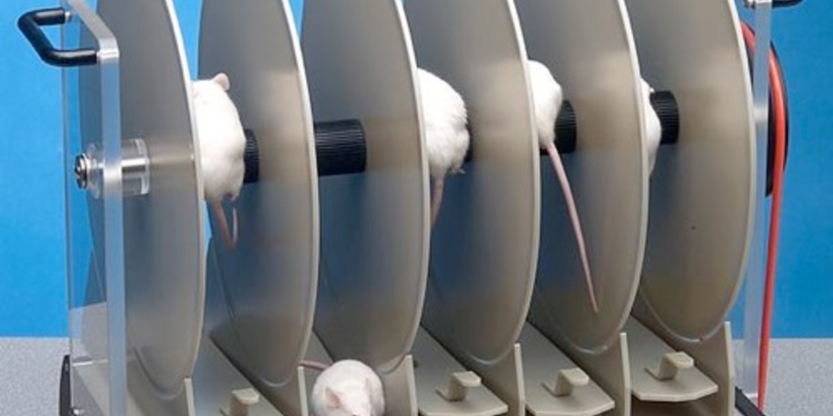 Una injección especial de 'grasa cerebral' ayuda a los ratones con EH