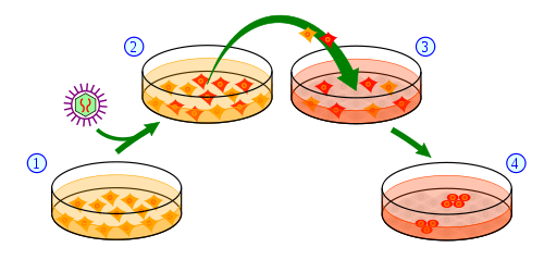 Vista general del proceso de formación de las células IPSC a partir de células de piel. 1) Se cultivan células de piel en un plato y se tratan (2) con genes necesarios para convertirlas en células madre.  (3) Un subgrupo de células tratadas recibirán el mensaje de convertirse en células madre pluripotenciales inducidas (4).  