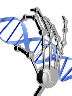 Se pueden diseñar zinc-finger para que se unan a cualquier secuencia de ADN que queramos. Pero no se parecen a un brazo robótico.  