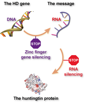 La diferencia entre la aproximación 'tradiciona'l del silenciamiento del gen con ARN y con zinc-finger. Los zinc-fingers impiden que se produzca el ARN al pegarse al ADN, mientras que el silenciamiento del gen con ARN de interferencia (ARNi) u oligonucleótidos anti-sentido (ASOs) impide que se fabrique la proteína al pegarse al ARN.  