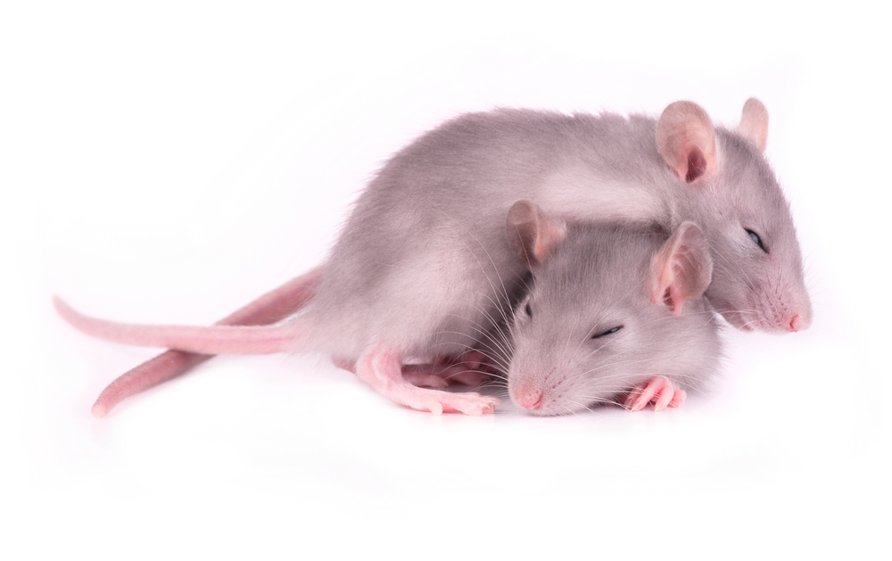 Los estudios en ratones nos han ayudado a entender los problemas de sueño en los pacientes con EH. Al solucionar los problemas de sueño en los ratones con EH mejoró su cognición.  