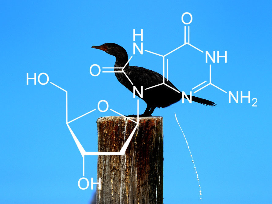 La estructura de 8OHdG o 8-hidroxi-deoxi-guanosina. Se produce cuando se daña el ADN y su nombre procede del excremento de pájaro, el guano.  
