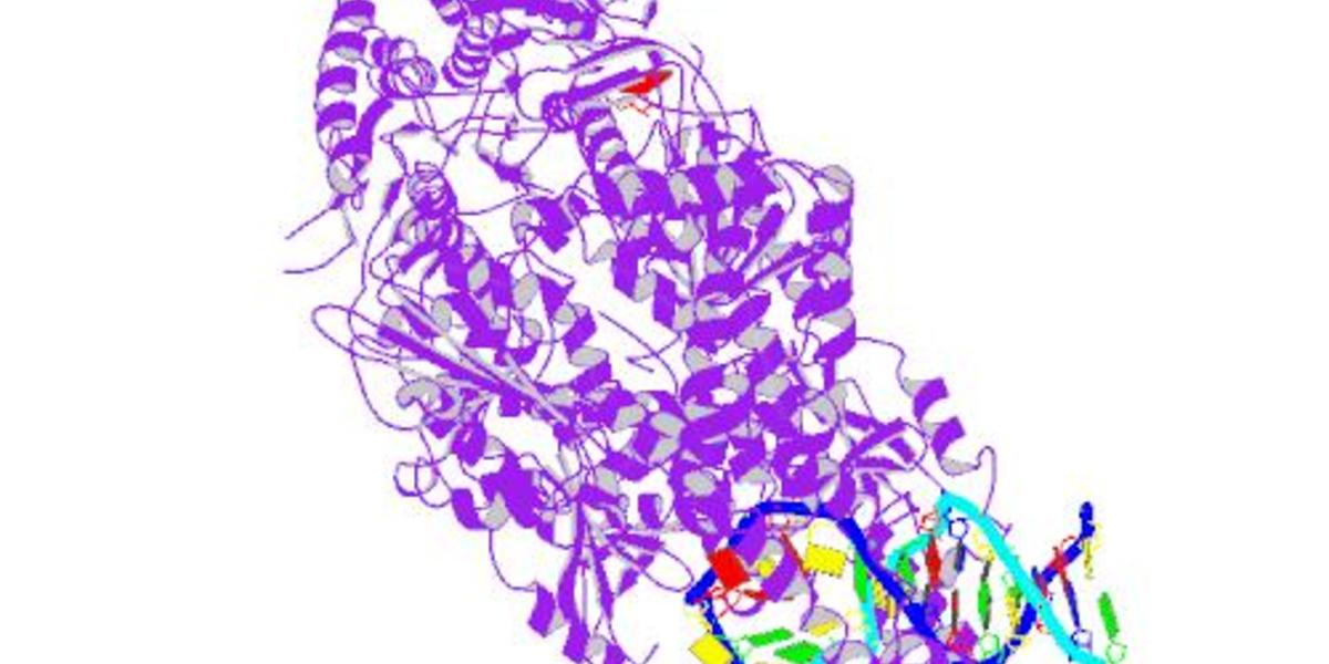 Una proteína de reparación del ADN modifica la estabilidad de largos fragmentos de CAG en el gen de la enfermedad de Huntington