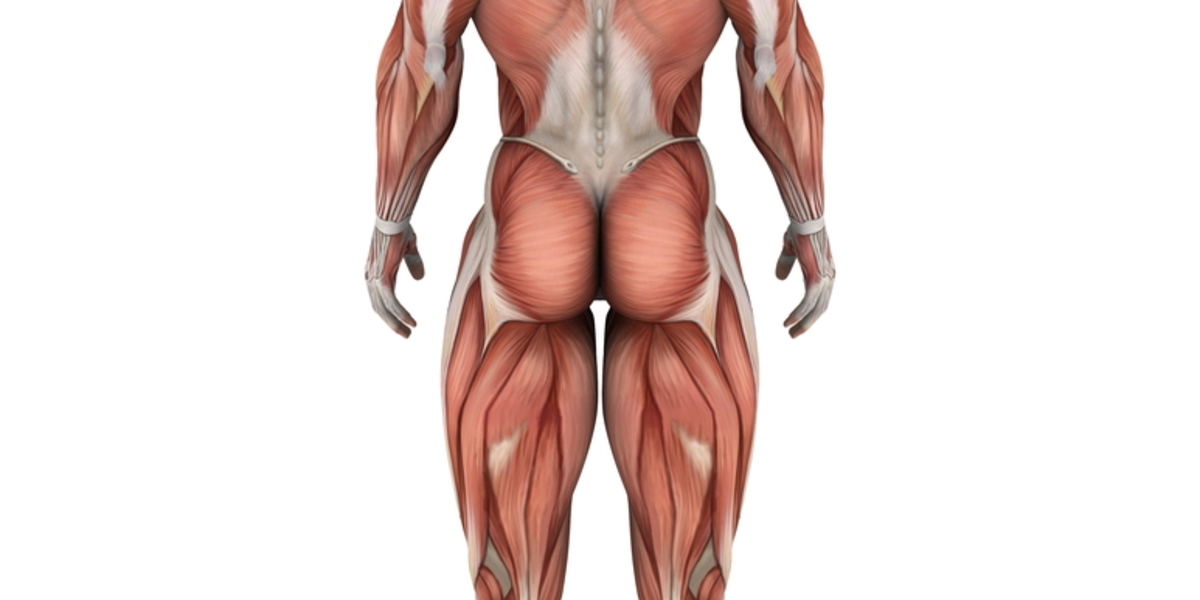 ¿Podrían los problemas musculares ayudar a explicar los movimientos de los pacientes con enfermedad de Huntington?