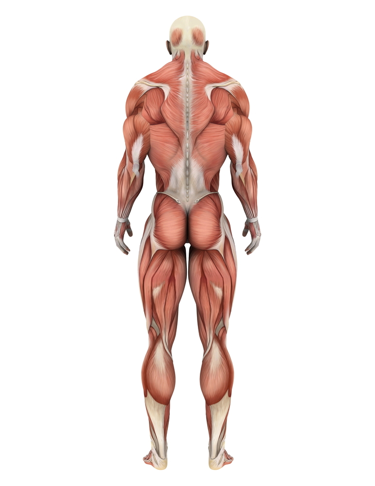 Los músculos del cuerpo están compuestos de fibras, que puede que sean extra-excitables en la EH. ¿Podría esto contribuir a los síntomas motores?  