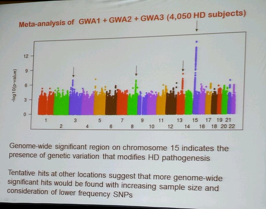 Este "gráfico tipo Manhattan" muestra los datos de Gusella, procedentes de más de 4.000 pacientes voluntarios, que sugieren que un modificador genético puede estar presente en el cromosoma 15.  