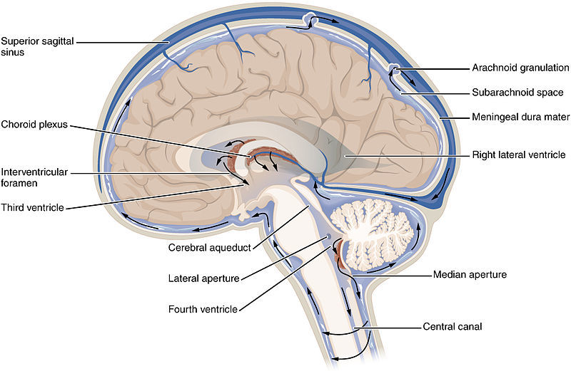 El líquido cefalorraquídeo o LCR, circula por todo el cerebro, bañándolo y ayuda a limpiar los residuos celulares.  