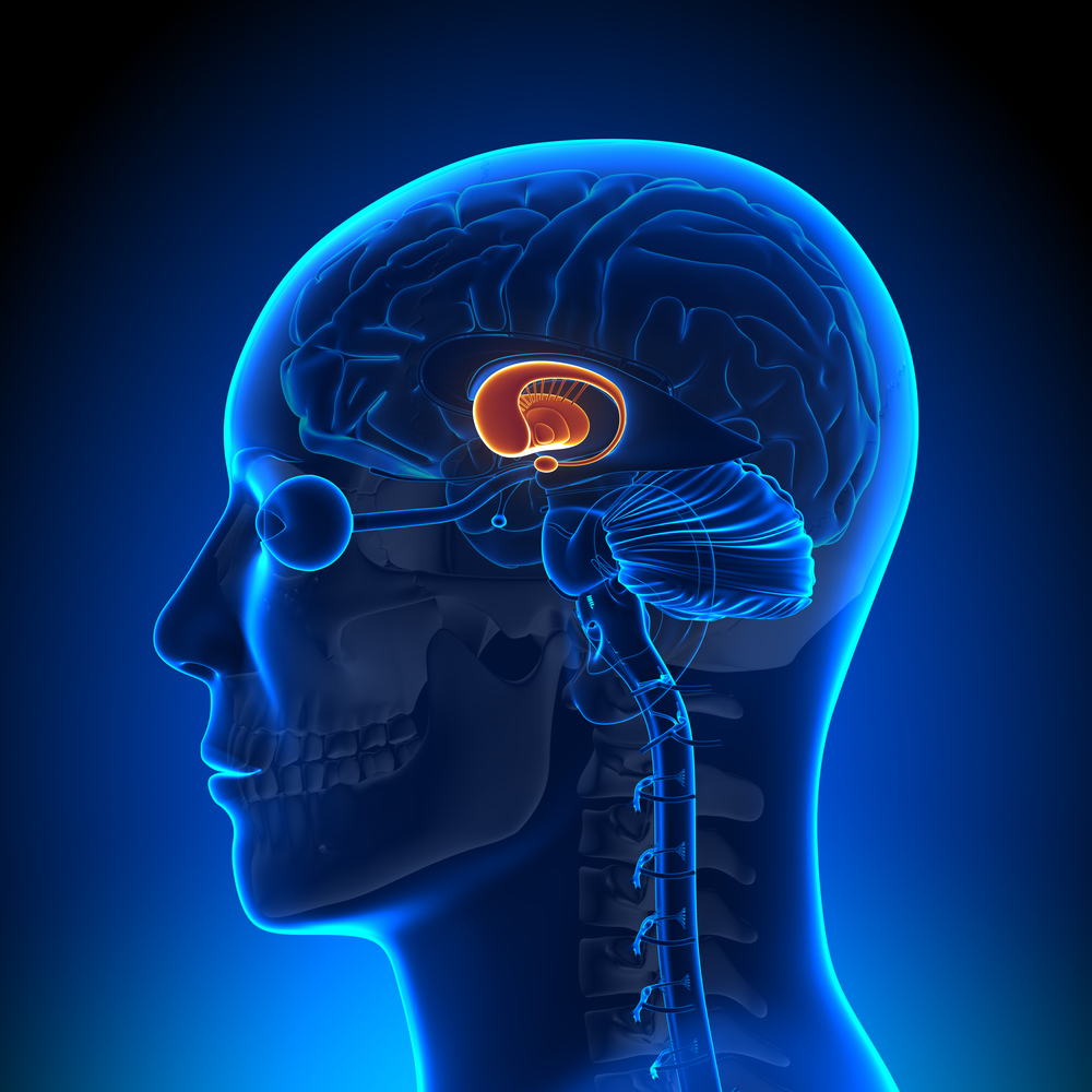 El "estriado" es una parte de las estructuras que se encuentran en lo más profundo del cerebro. El córtex, que forma la superficie del cerebro humano, libera BDNF al estriado.  