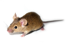 Los ratones no son personas, pero los estudios en ratones pueden proporcionar información importante sobre posibles complicaciones de las nuevas terapias.  