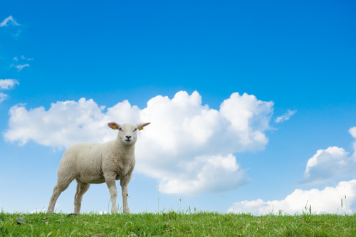 Las ovejas modificadas genéticamente con el gen mutado de la EH pueden ser muy útiles para probar los tratamientos desarrollados en el laboratorio y para que posteriormente se utilicen en humanos.  