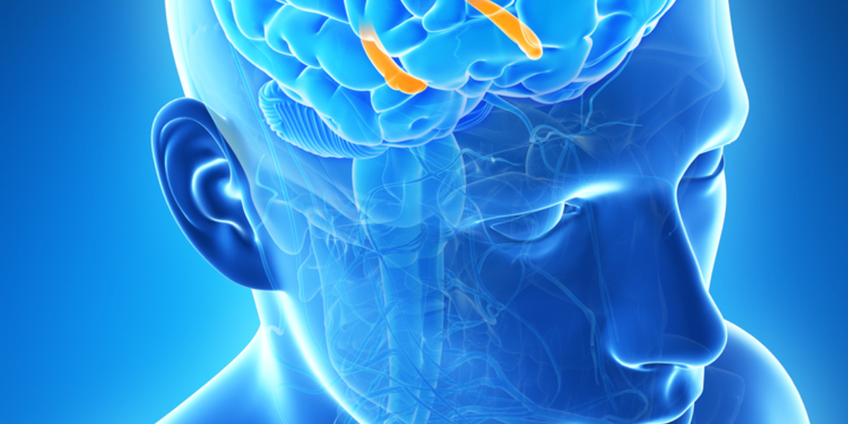 Primeros síntomas de la EH y qué regiones del cerebro los controlan