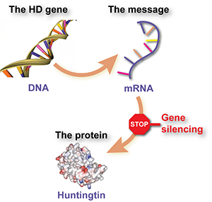 Los fármacos reductores de la huntingtina, anteriormente llamados fármacos 'silenciadores del gen', reducen los niveles de huntingtina mutada al decirles a las células que eliminen la 'molécula mensajera' del gen de la huntingtina.  