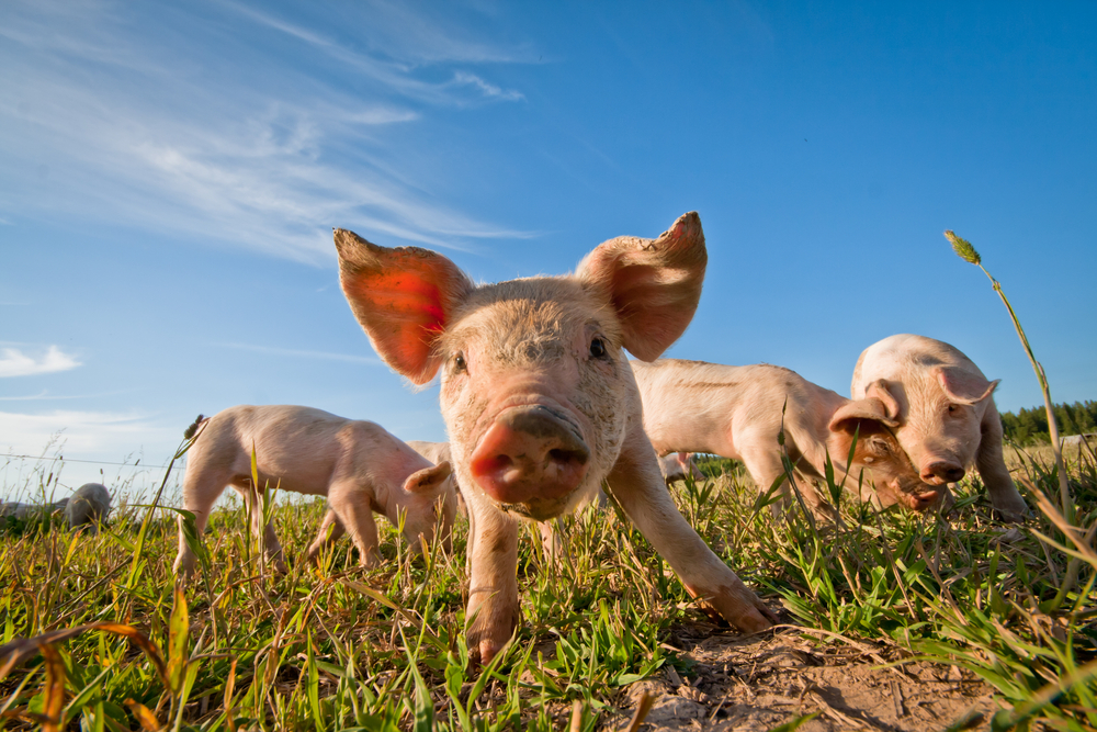 Los investigadores están fascinados por un nuevo modelo cerdo de la enfermedad de Huntington  
