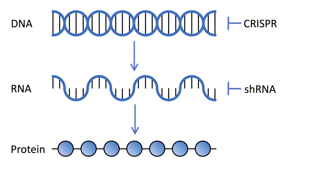 El ADN codifica genes que se transcriben en ARN que se traduce en proteínas, las moléculas que hacen cosas en nuestras células. Las tecnologías CRISPR y shRNA utilizadas en los cribados genéticos pueden cambiar la expresión de genes a nivel de ADN y ARN, respectivamente.  