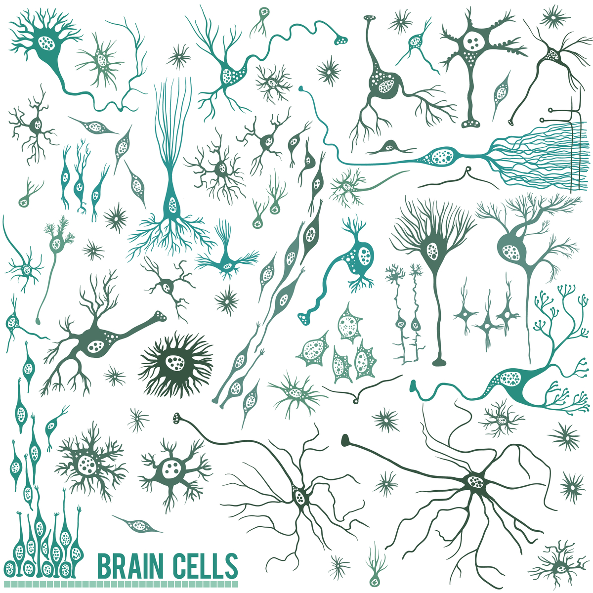Células del cerebro: hay muchos tipos de células en el cerebro; las neuronas son sólo un tipo. Sin embargo, las neuronas parecen ser un tipo celular particularmente vulnerable en la EH.   
