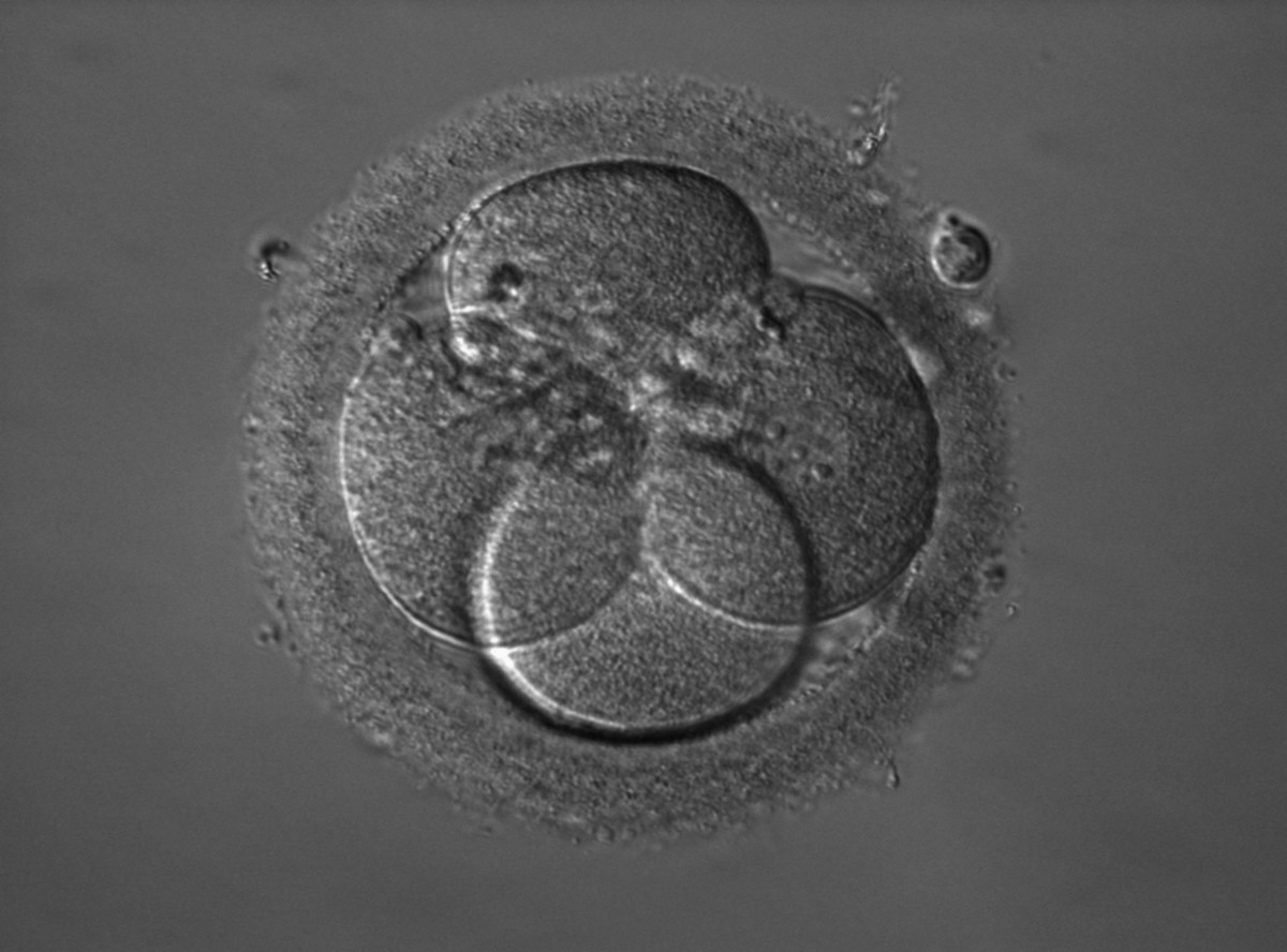Cuando se hacen en un embrión, las ediciones en el ADN mediante CRISPR son permanentes y pueden transmitirse de una generación a otra.  