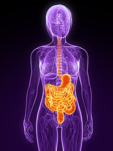 El sistema digestivo, que se muestra en naranja, puede estar directamente afectado en la EH, lo que llevaría a la pérdida de peso.  