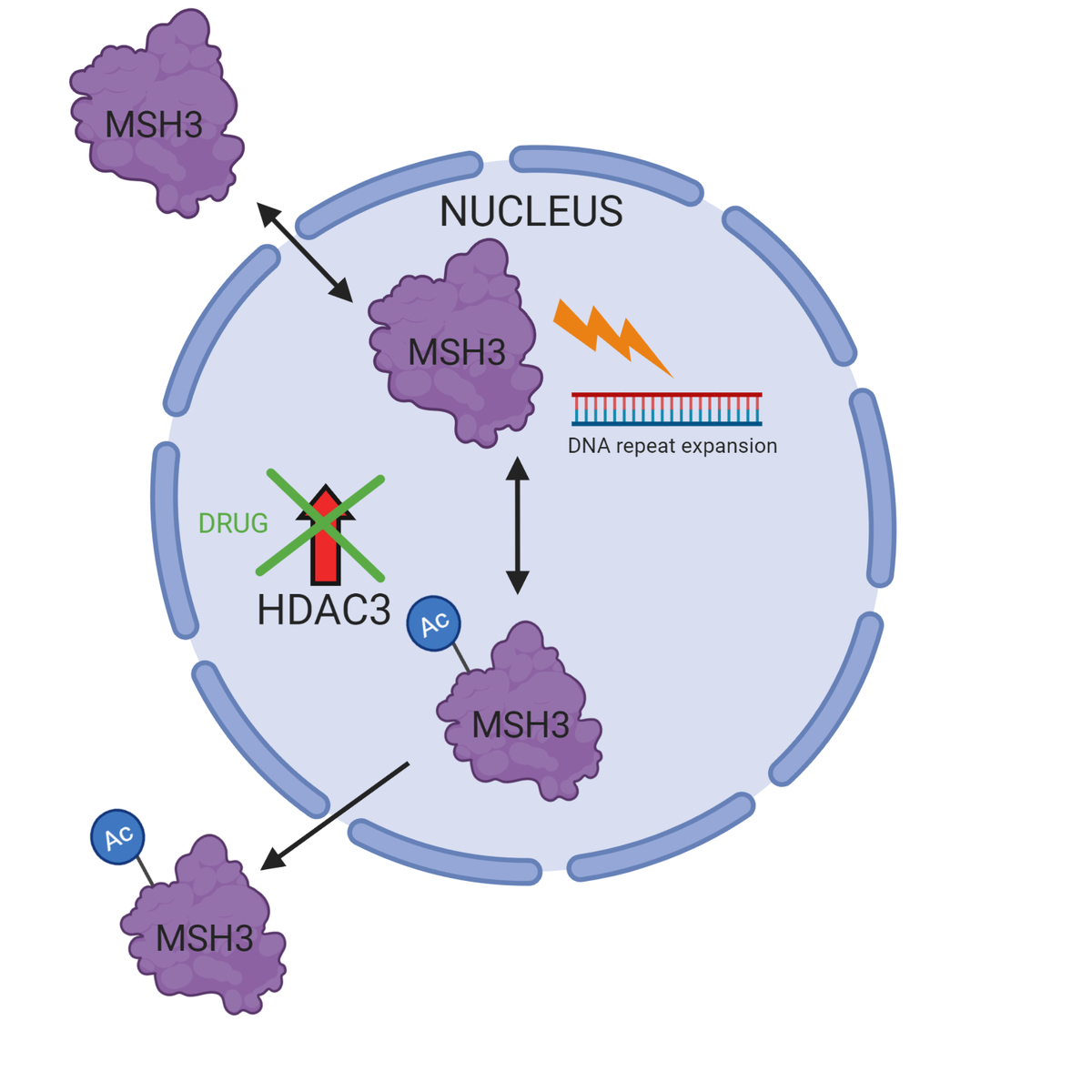 ¿Cómo la droga reduce la expansión de repetición del ADN? Cuando un grupo acetilo (Ac) se añade a MSH3, esta se dirige hacia fuera del núcleo donde no puede acceder la repetición CAG - y así frenando la expansión de las repeticiones. HDAC3 normalmente elimina este grupo Ac, permitiendo a MSH3 estar en el núcleo y llevar a cabo las expansiones. Cuando los científicos tratan las células con esta droga, HDAC3 no es capaz de eliminar la marca Ac, lo que significa que MSH3 queda fuera del núcleo donde no puede acceder a las repeticiones CAG. Esquema hecho con BioRender.   