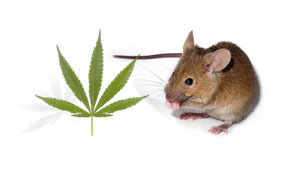 Dos compuestos químicos que se encuentran en el cannabis se han probado juntos en ratones que han sido 'envenenados' para que muestren algunas de las características de la EH.  