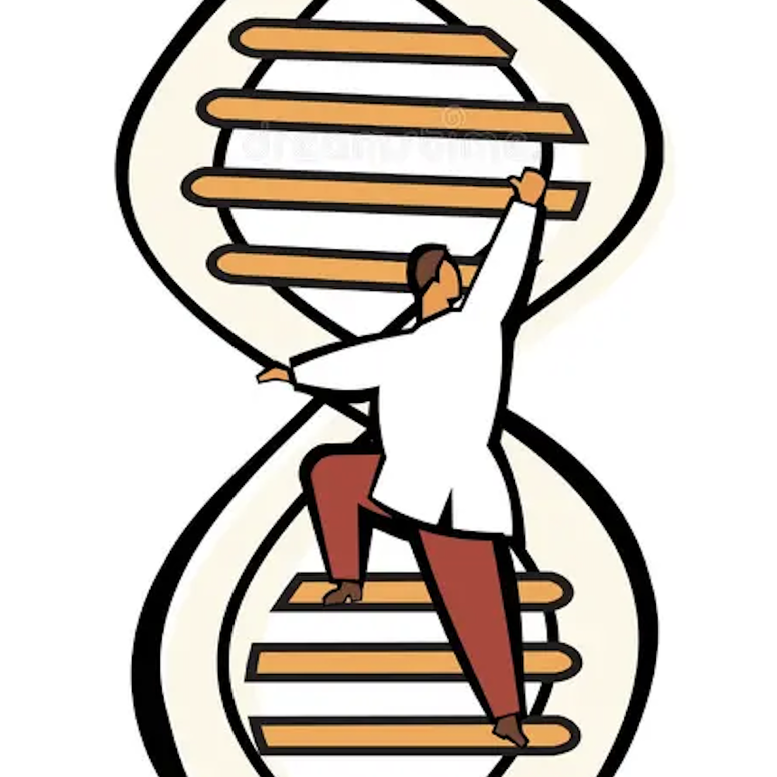El ADN está estructurado como una escalera con dos hebras de material genético unidas en una doble hélice, cada una formada por una secuencia de letras del código genético. Las letras de una cadena de ADN se emparejan con las letras de la cadena opuesta para formar los "peldaños" de la escalera.  