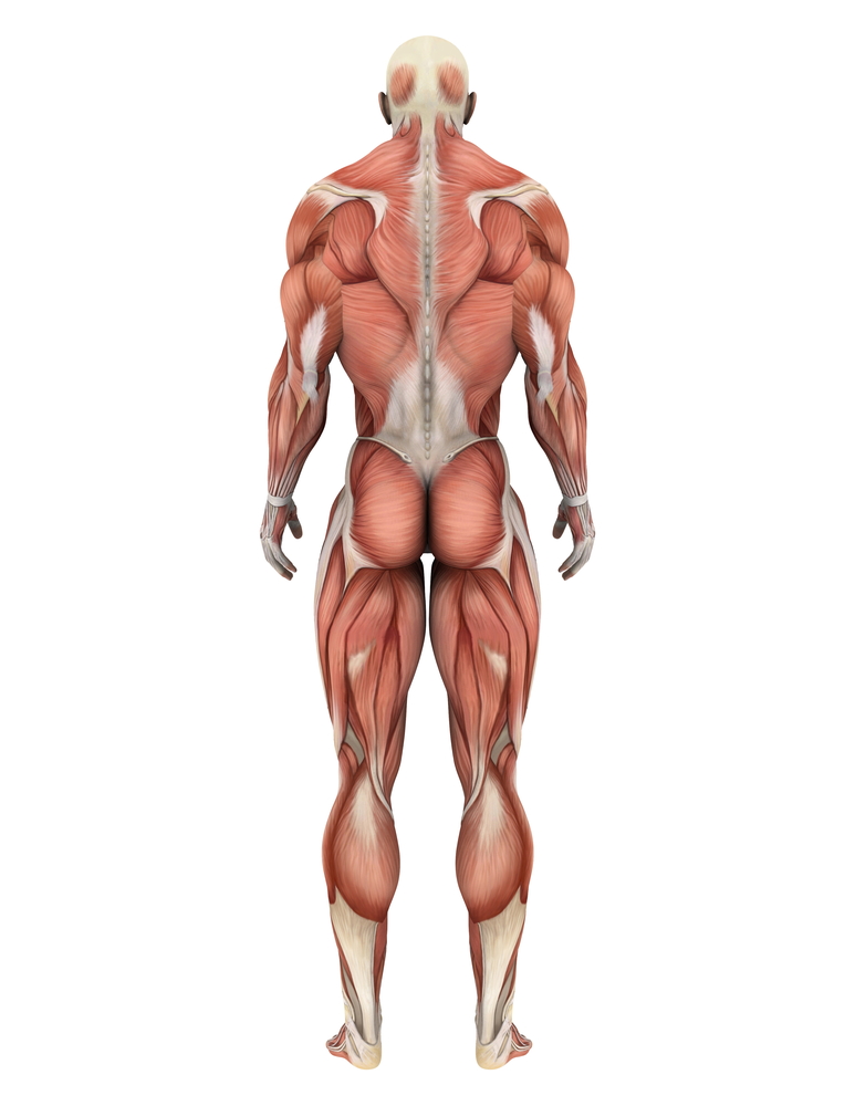 ¿Podrían los problemas musculares ayudar a explicar los movimientos de los pacientes con enfermedad de Huntington?