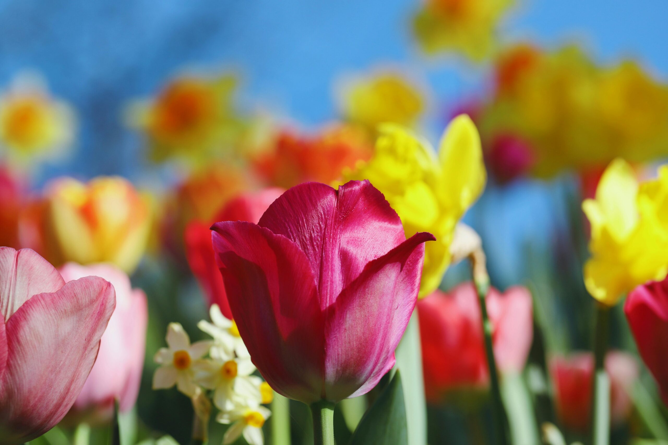 tulipán rosa y azafrán sobre cielo azul